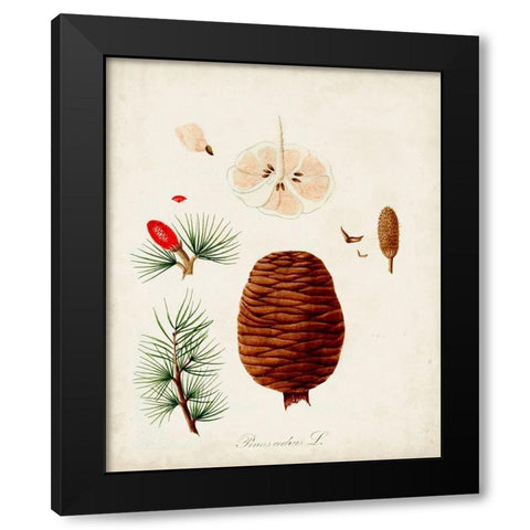 Antique Tree Study VII Black Modern Wood Framed Art Print with Double Matting by Unknown