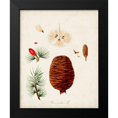 Antique Tree Study VII Black Modern Wood Framed Art Print by Unknown