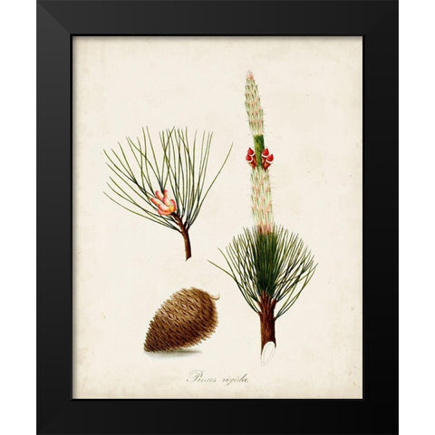Antique Tree Study VIII Black Modern Wood Framed Art Print by Unknown