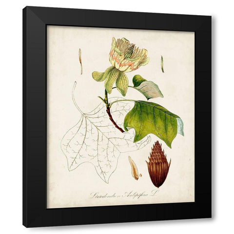 Antique Tree Study IX Black Modern Wood Framed Art Print with Double Matting by Unknown