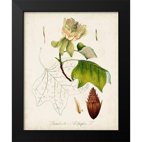 Antique Tree Study IX Black Modern Wood Framed Art Print by Unknown