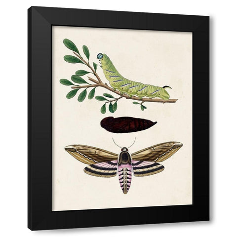Caterpillar and Moth I Black Modern Wood Framed Art Print with Double Matting by Unknown
