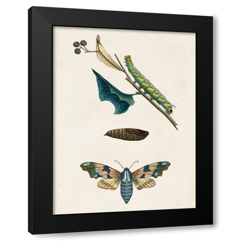 Caterpillar and Moth II Black Modern Wood Framed Art Print with Double Matting by Unknown