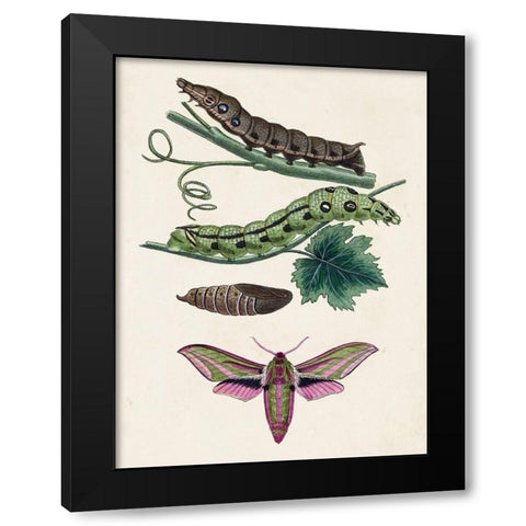 Caterpillar and Moth VI Black Modern Wood Framed Art Print with Double Matting by Unknown