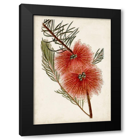 Bottle Brush Flower I Black Modern Wood Framed Art Print by Miller, John