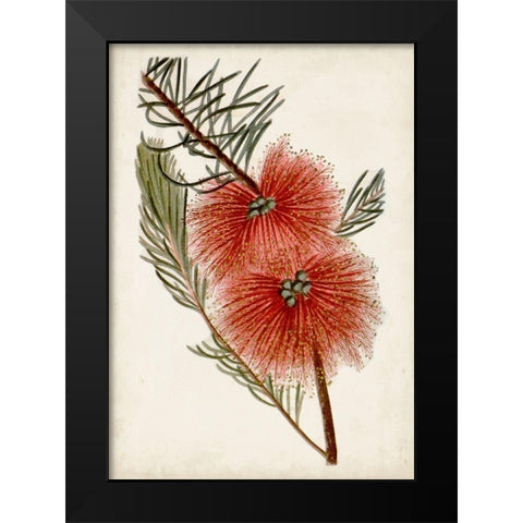 Bottle Brush Flower I Black Modern Wood Framed Art Print by Miller, John