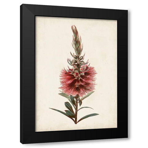 Bottle Brush Flower II Black Modern Wood Framed Art Print with Double Matting by Miller, John