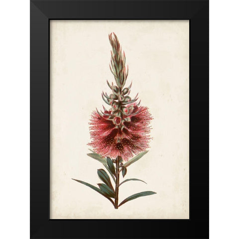 Bottle Brush Flower II Black Modern Wood Framed Art Print by Miller, John