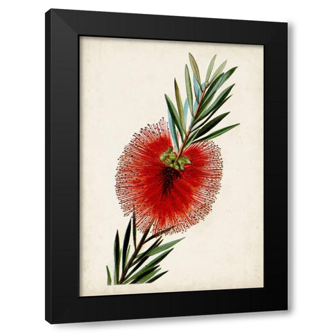 Bottle Brush Flower III Black Modern Wood Framed Art Print with Double Matting by Miller, John
