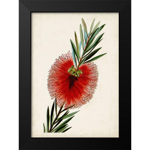 Bottle Brush Flower III Black Modern Wood Framed Art Print by Miller, John