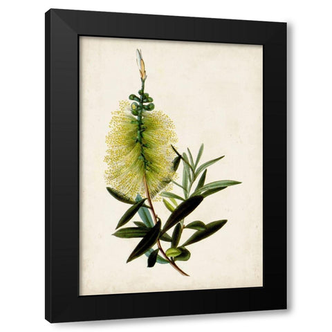 Bottle Brush Flower IV Black Modern Wood Framed Art Print by Miller, John