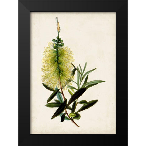 Bottle Brush Flower IV Black Modern Wood Framed Art Print by Miller, John