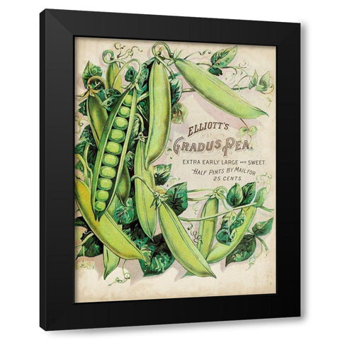 Antique Seed Packets V Black Modern Wood Framed Art Print with Double Matting by Unknown
