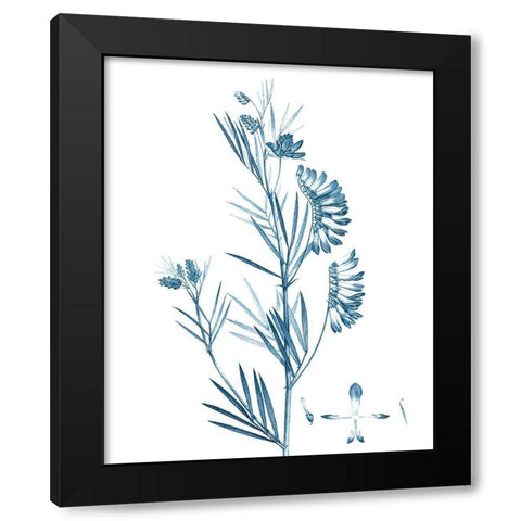 Antique Botanical in Blue IX Black Modern Wood Framed Art Print with Double Matting by Vision Studio