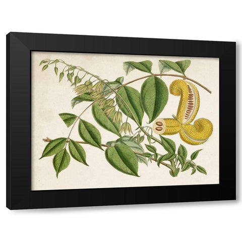 Tropical Foliage and Fruit I Black Modern Wood Framed Art Print with Double Matting by Curtis