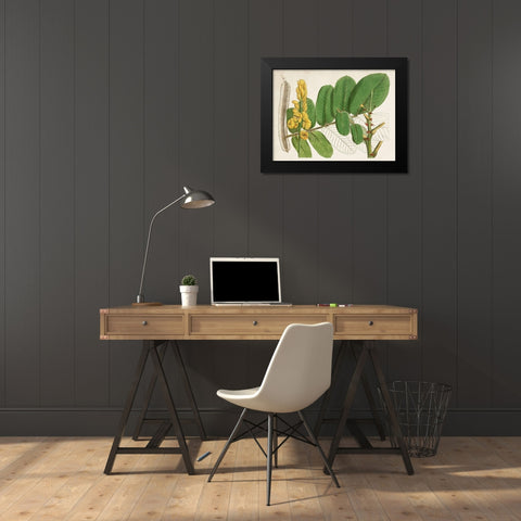 Tropical Foliage and Fruit II Black Modern Wood Framed Art Print by Curtis