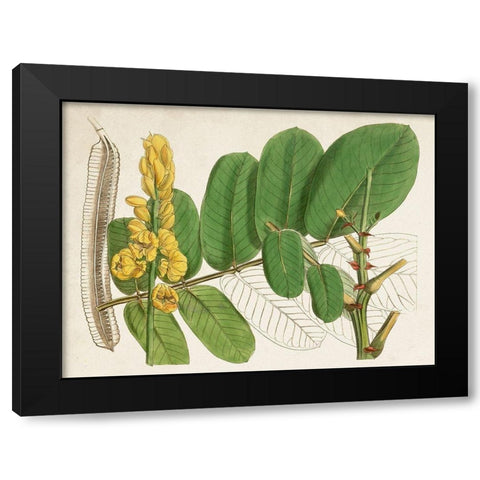 Tropical Foliage and Fruit II Black Modern Wood Framed Art Print with Double Matting by Curtis