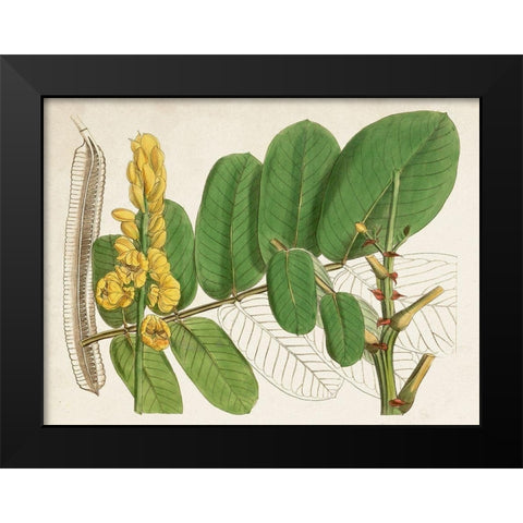 Tropical Foliage and Fruit II Black Modern Wood Framed Art Print by Curtis