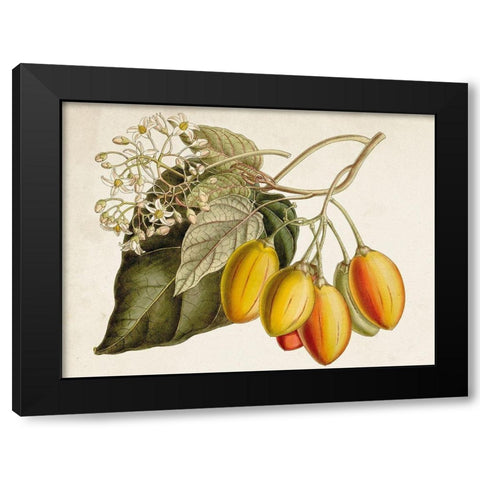 Tropical Foliage and Fruit IV Black Modern Wood Framed Art Print with Double Matting by Curtis