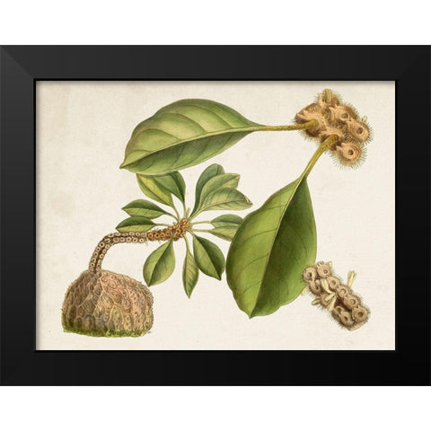 Tropical Foliage and Fruit V Black Modern Wood Framed Art Print by Curtis