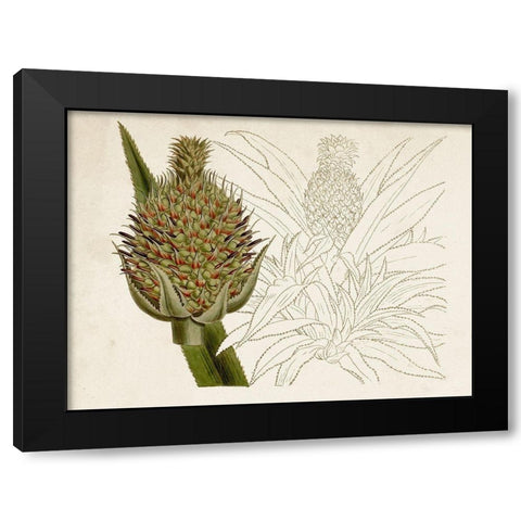 Tropical Foliage and Fruit VI Black Modern Wood Framed Art Print by Curtis