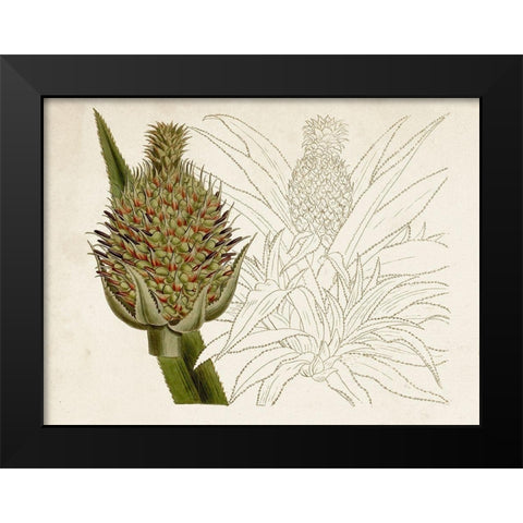 Tropical Foliage and Fruit VI Black Modern Wood Framed Art Print by Curtis