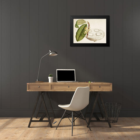 Tropical Foliage and Fruit VII Black Modern Wood Framed Art Print by Curtis
