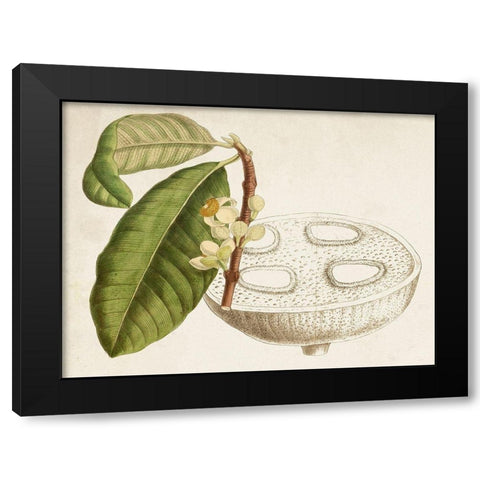 Tropical Foliage and Fruit VII Black Modern Wood Framed Art Print with Double Matting by Curtis