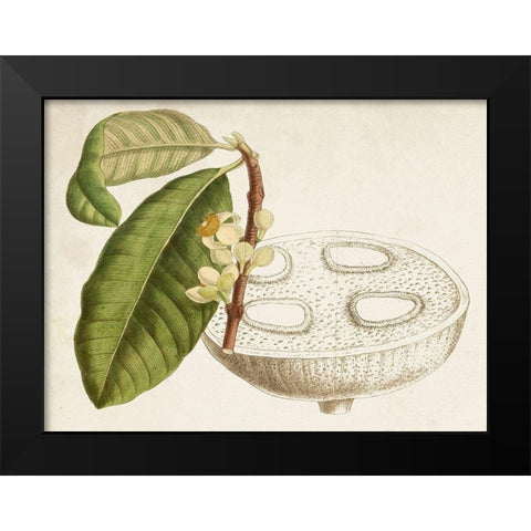 Tropical Foliage and Fruit VII Black Modern Wood Framed Art Print by Curtis