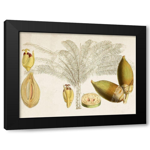 Tropical Foliage and Fruit VIII Black Modern Wood Framed Art Print with Double Matting by Curtis
