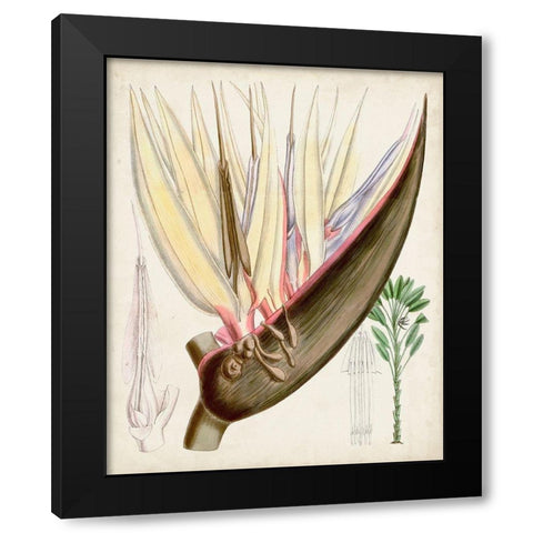 Delicate Tropicals II Black Modern Wood Framed Art Print with Double Matting by Curtis