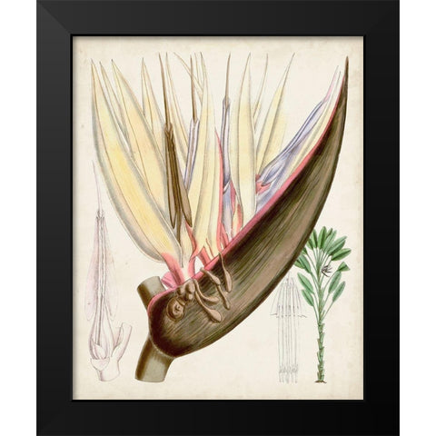 Delicate Tropicals II Black Modern Wood Framed Art Print by Curtis