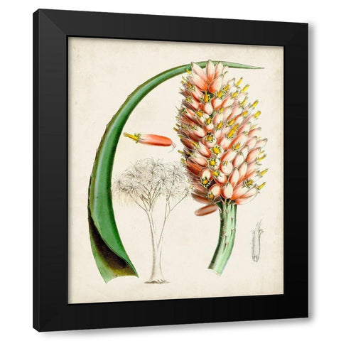 Delicate Tropicals III Black Modern Wood Framed Art Print with Double Matting by Curtis