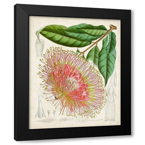 Delicate Tropicals IV Black Modern Wood Framed Art Print with Double Matting by Curtis
