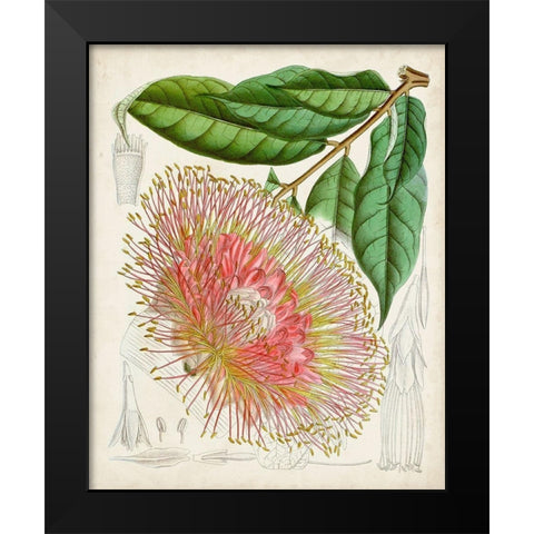 Delicate Tropicals IV Black Modern Wood Framed Art Print by Curtis