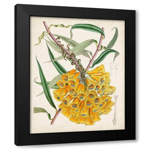 Delicate Tropicals VI Black Modern Wood Framed Art Print with Double Matting by Curtis