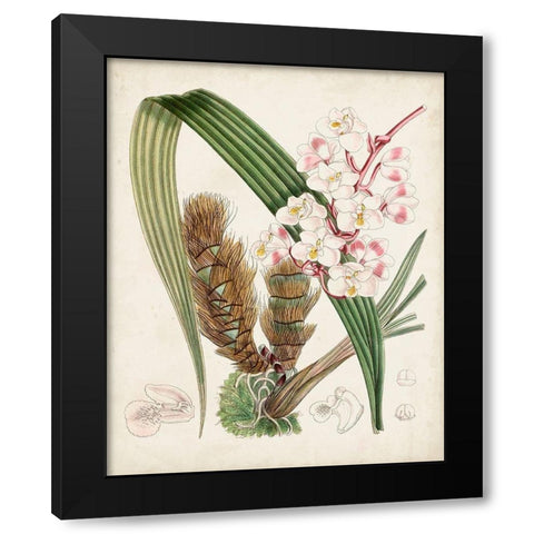 Delicate Tropicals VIII Black Modern Wood Framed Art Print with Double Matting by Curtis