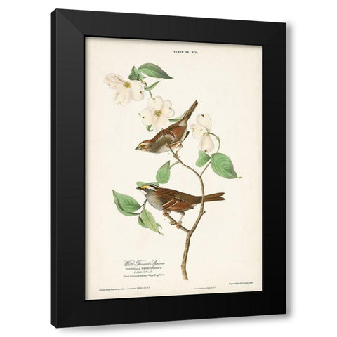 Pl.8 White-throated Sparrow Black Modern Wood Framed Art Print by Audubon, John James
