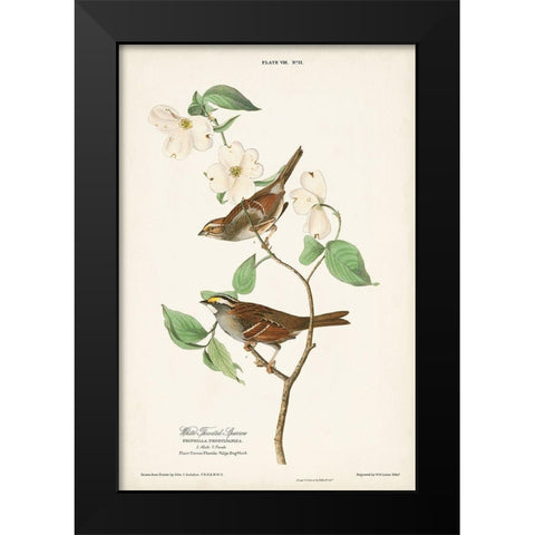 Pl.8 White-throated Sparrow Black Modern Wood Framed Art Print by Audubon, John James