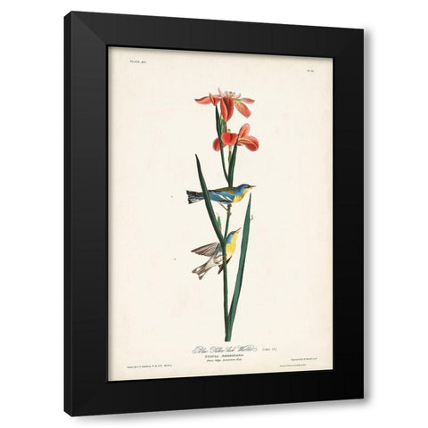Pl. 15 Blue Yellow-back Warbler Black Modern Wood Framed Art Print with Double Matting by Audubon, John James