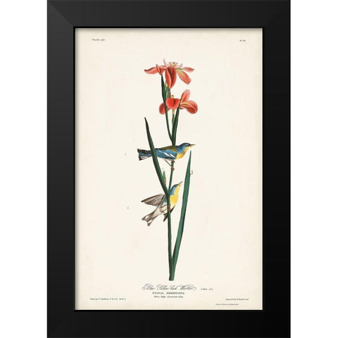 Pl. 15 Blue Yellow-back Warbler Black Modern Wood Framed Art Print by Audubon, John James