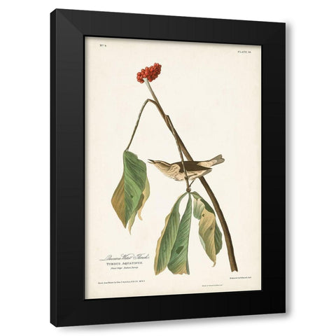 Pl. 19 Louisiana Water Thrush Black Modern Wood Framed Art Print with Double Matting by Audubon, John James