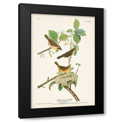 Pl. 23 Yellow-breasted Warbler Black Modern Wood Framed Art Print with Double Matting by Audubon, John James