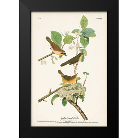 Pl. 23 Yellow-breasted Warbler Black Modern Wood Framed Art Print by Audubon, John James