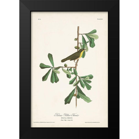 Pl. 24 Roscoes Yellow Throat Black Modern Wood Framed Art Print by Audubon, John James