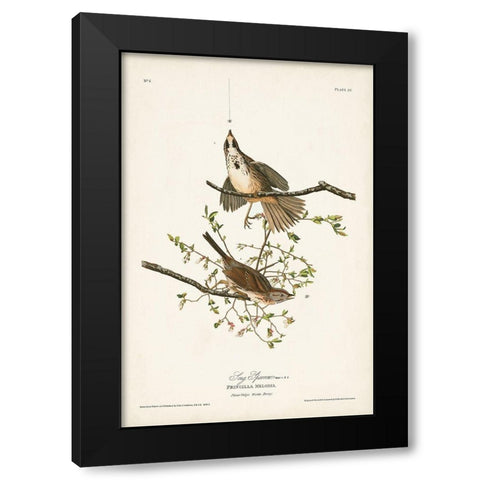 Pl. 25 Song Sparrow Black Modern Wood Framed Art Print with Double Matting by Audubon, John James