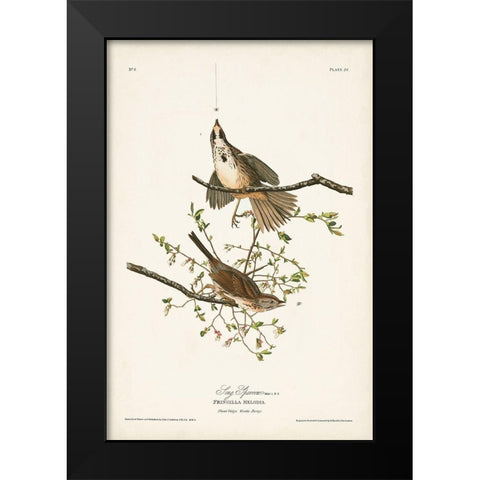 Pl. 25 Song Sparrow Black Modern Wood Framed Art Print by Audubon, John James
