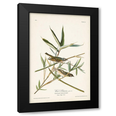 Pl. 28 Vireo Solitarius Black Modern Wood Framed Art Print with Double Matting by Audubon, John James