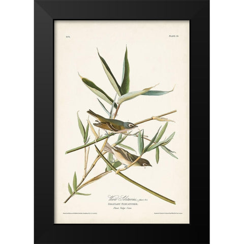 Pl. 28 Vireo Solitarius Black Modern Wood Framed Art Print by Audubon, John James