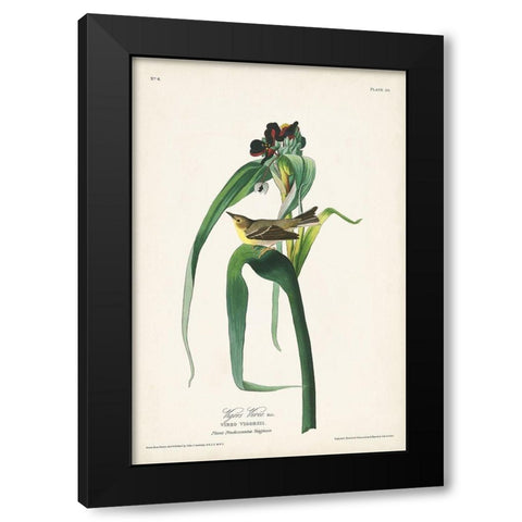 Pl. 30 Vigors Vireo Black Modern Wood Framed Art Print with Double Matting by Audubon, John James